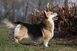 CORGI PEMBROKE 843